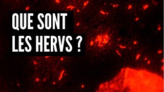 Que sont les rétrovirus endogènes humains (HERVs)?