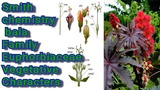 B. Sc  2year botany  Euphorbiaceae family /Euphorbiaceae family