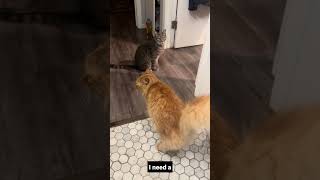 I have a full cat invasion from Pixel and Flotsam while trying to use the potty.