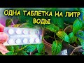 Рассада зеленеет и растет на глазах! Одна таблетка на литр воды! Средство из аптеки для рассады.