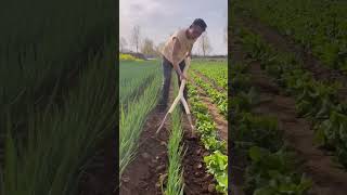 Herramienta Doble Para Labrar La Tierra Resimi