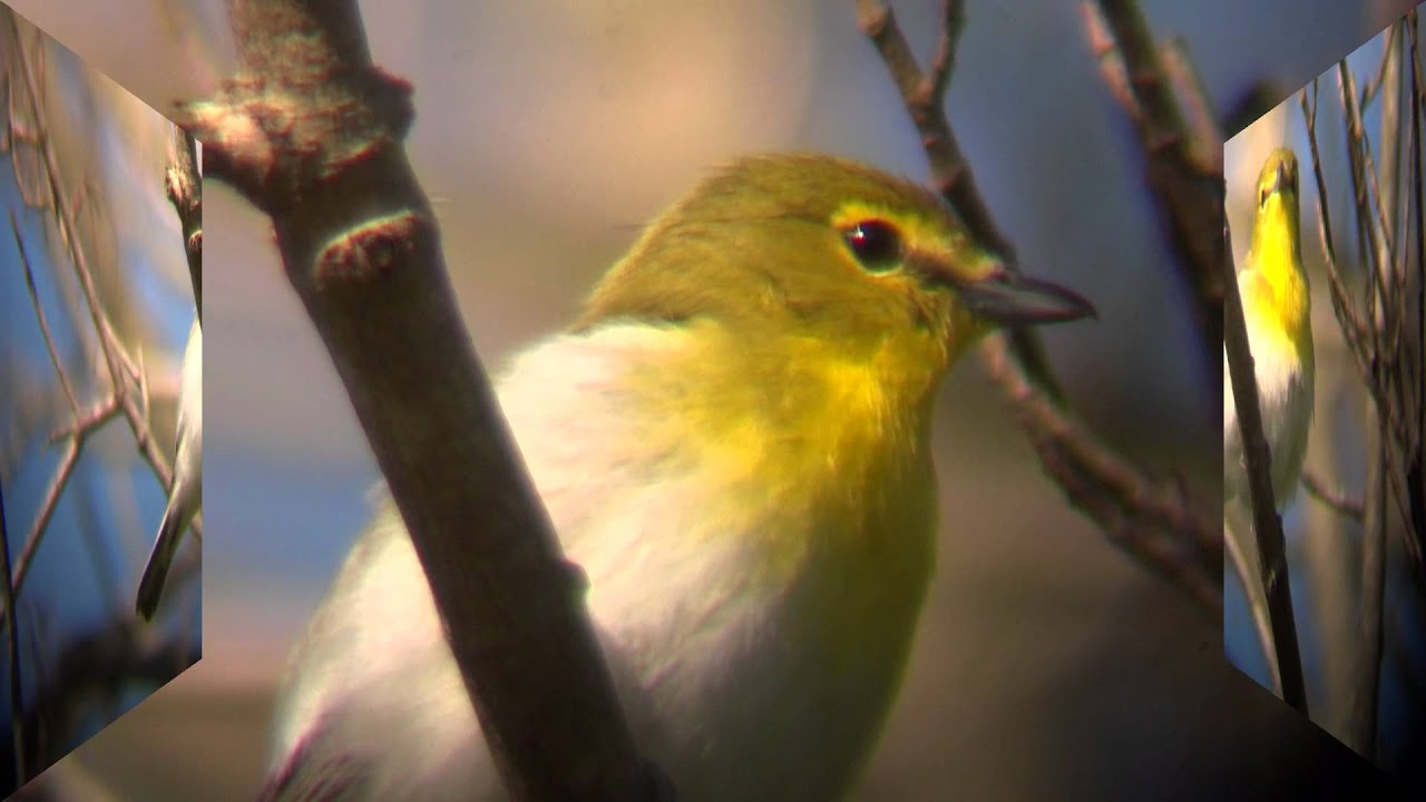 Yellow Throated Vireo 