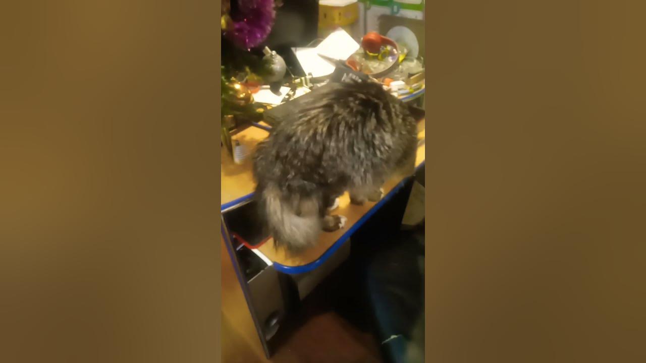кот нюхает стол - YouTube