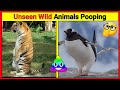 Wild animals pooping compilation  animals pooping facts