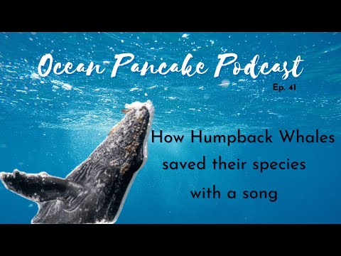 Ocean Pancake: How Humpback Whales Wrote a Song to Save their Species - Ocean Pancake: How Humpback Whales Wrote a Song to Save their Species