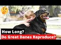 How Long Do Great Danes Reproduce?