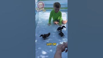 Thumbnail of Can Baby Ducks Swim on Day 1? Let’s Find Out!