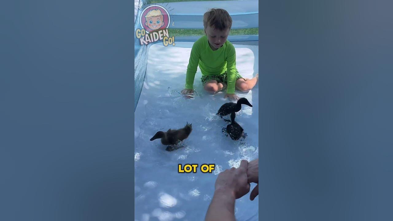 Can Baby Ducks Swim on Day 1? Let’s Find Out!