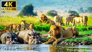 Amazing Wildlife Africa in 4K  Scenic Relaxation Film With Meditation Music  4K Video Ultra HD