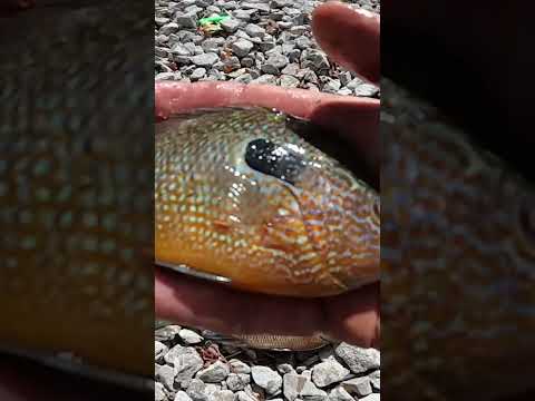 Vídeo: The Bream Species: Sunfish, Bluegills, Shellcracker, Warmouth e mais