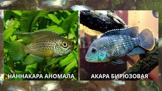 Наннакара неоновая. Часть 1: Содержание