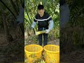 #spring bamboo shoot#Healing#The New Farmer Program 2026#Rural guardian