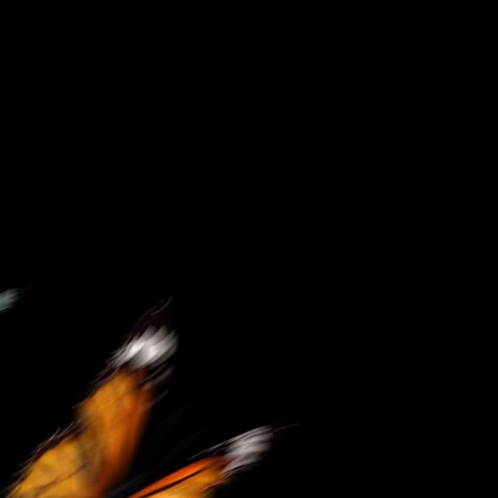 Butterfly Transition Overlay