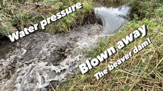 INSANE WATER PRESSURE WASHED AWAY THE BEAVER DAM!