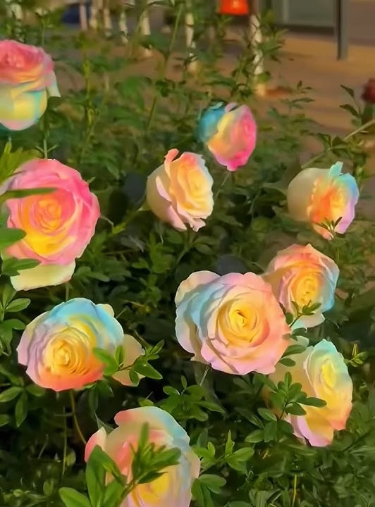 Beautiful rainbow colours rose flowers