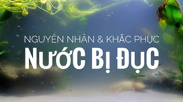 Nguyên nhân & cách khắc phục nước hồ cá bị đục trắng | Axolotl Việt Nam