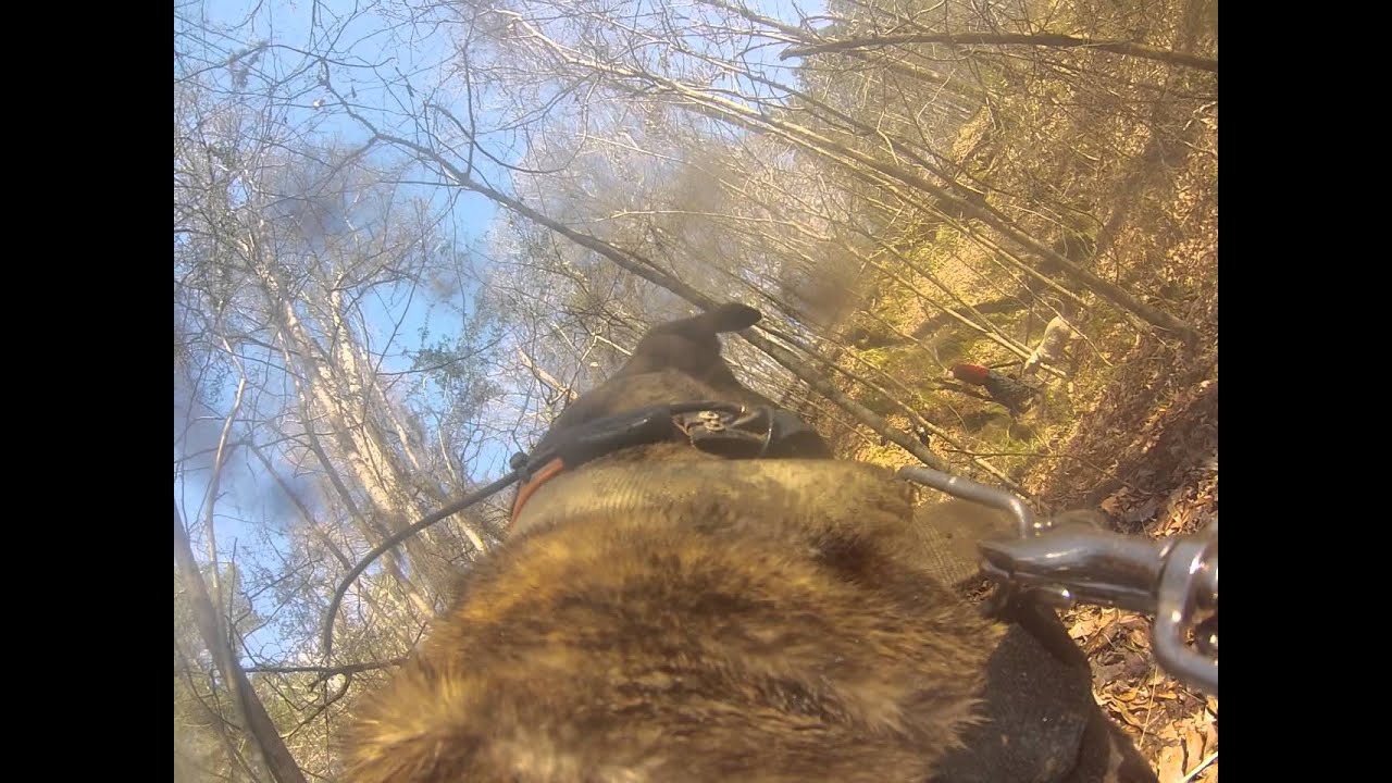 Mississippi Hog Hunting (Dogcam) YouTube
