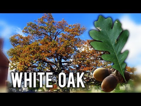How to grow White Oak trees from Acorn- Part 1