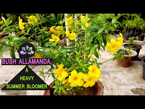 Video: Allamanda Plant Care – kaip auginti aukso trimito kambarines gėles