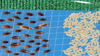 THERE ARE 1000 COCKROACHES VERSUS 1000 MAGGOTS. Who will win?