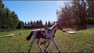 Groundwork For Success - Episode 4 - The Sending Exercise - Teaching Your Horse to Lunge