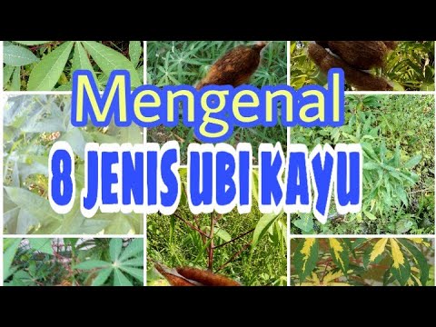 8 jenis ubi kayu(manihot esculenta)