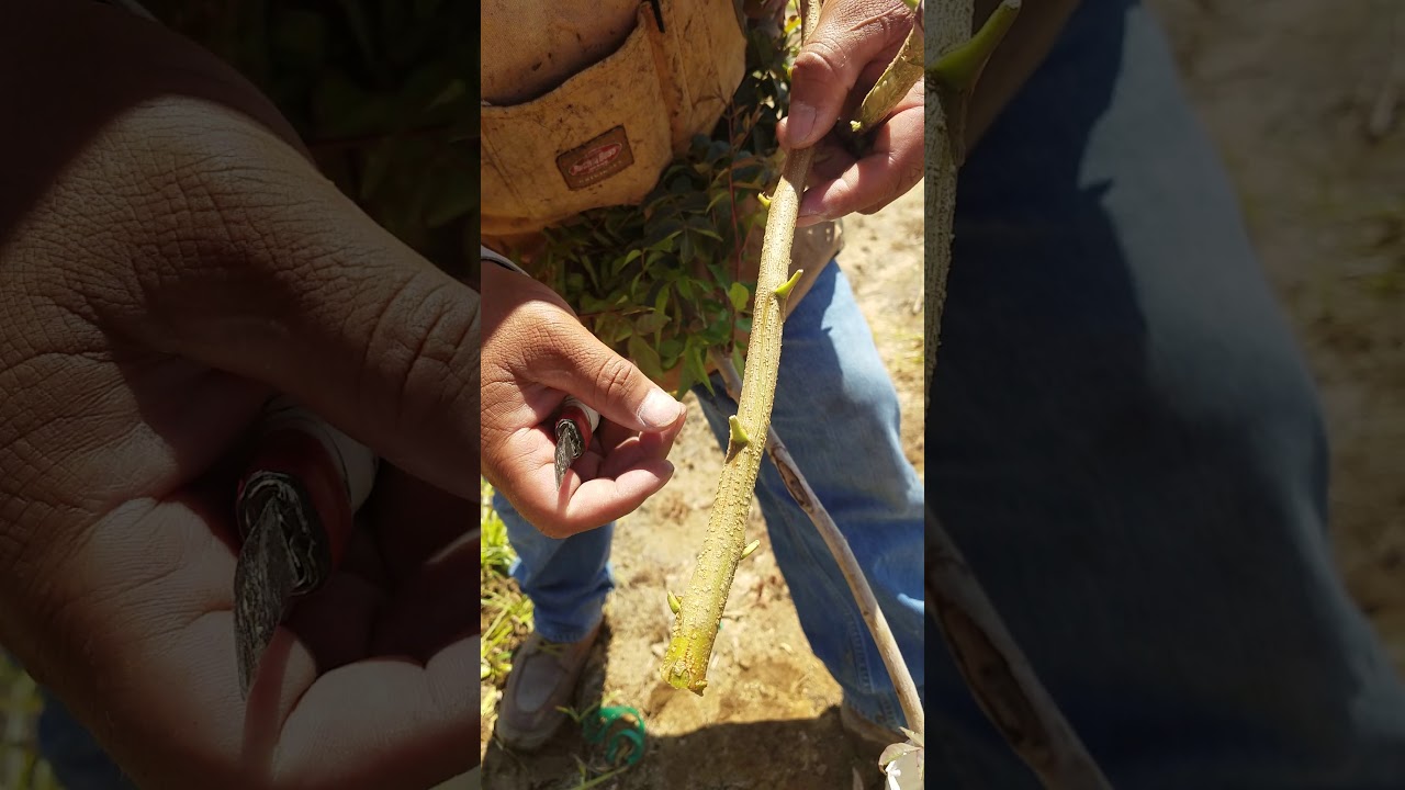 Injerto de pistachio la diferencia del macho y la hembra