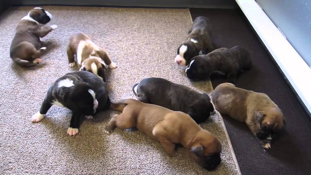 How Many Puppies Are In A Litter Of Boxers