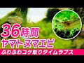 ９匹のヤマトで60cm水槽のアオミドロを退治できる？36時間タイムラプス苔取りビフォーアフター #アクアリウム #エビ