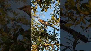Mocking Bird Demands My Attention | Shelter Cove Park HHI #mockingbird #birding #hhi #birds