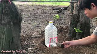 Как создать легкую ловушку для птиц, используя большую пластиковую бутылку?