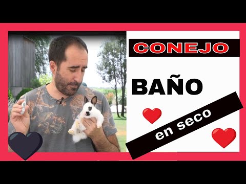 Video: Cómo Bañar A Un Conejo Decorativo