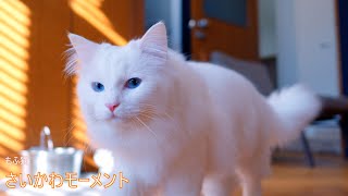 もふ猫さいかわモーメントVol.4【4K】【ノルウェージャンフォレストキャット】