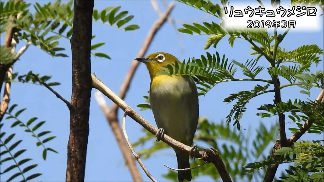 野鳥雨靴 メジロ(リュウキュウメジロ) Japanese White-eye (Zosterops japonicus loochooensis)