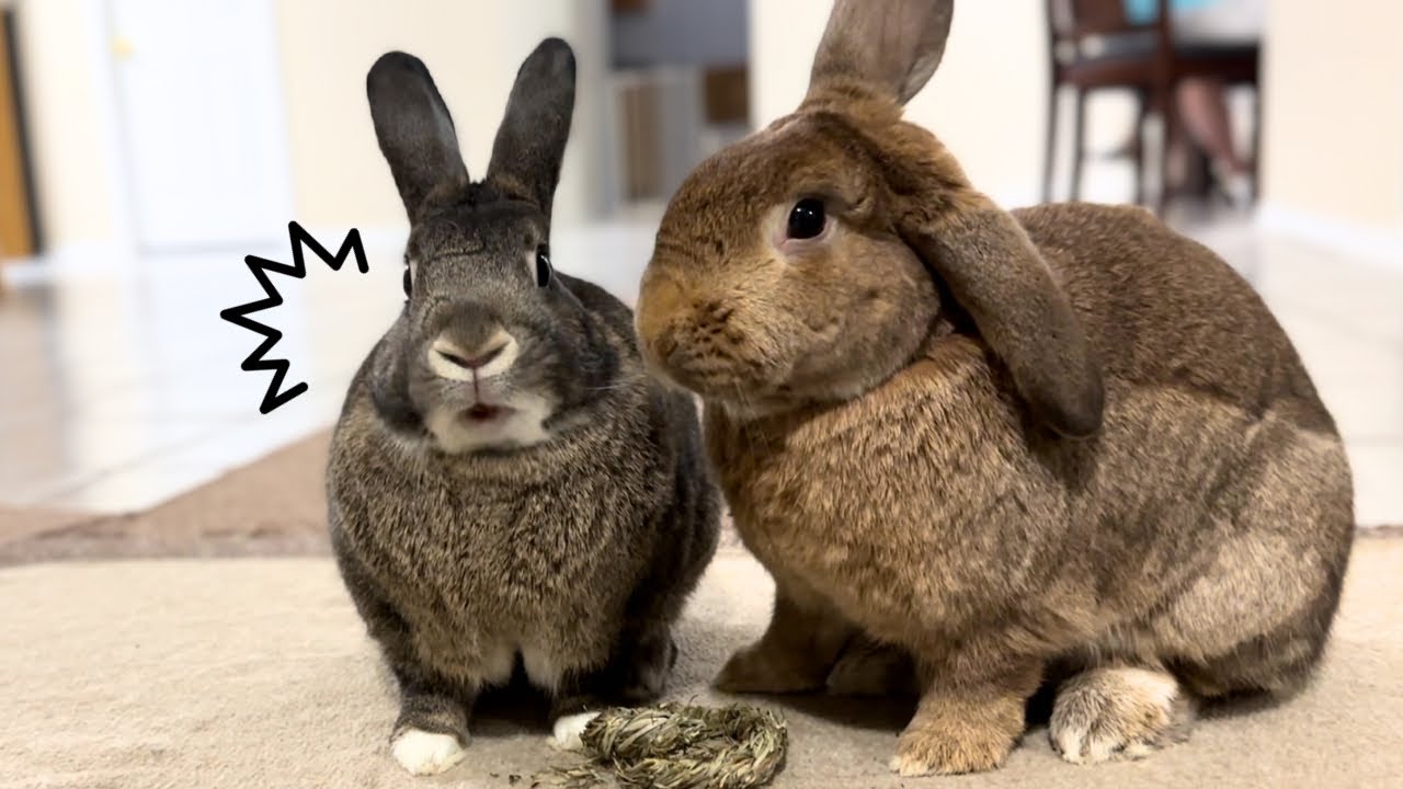 Rabbit Hooked on New Toy from Small Pet Select.🐰😳 - YouTube