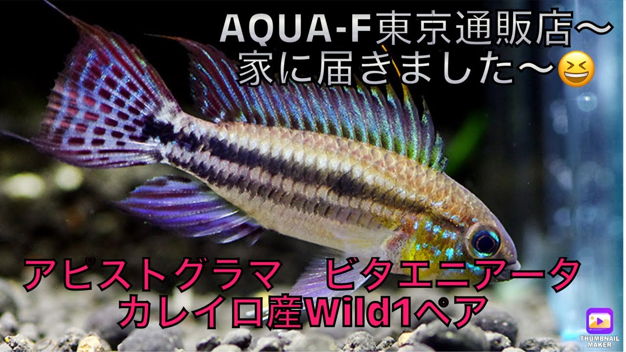 アピストグラマ Apisutogurama ビタエニアータ Wild カレイロ産 通販で届いた アピストグラマビタエニアータカレイロ産 小型シクリッド飼育 南米の美魚 Youtube