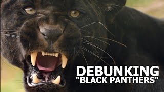 DEBUNKING 'BLACK PANTHERS'  The Big Cat Sanctuary