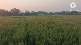 Natural beauty of village