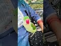 #talkingparot #talkinganimal #nonstoptalkingparrot #talkingbird #parrottalking #mithukibatain