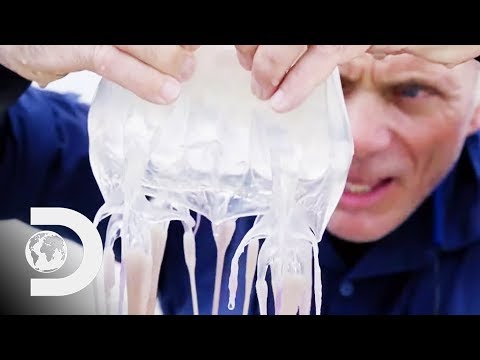 Wideo: Znaleziono Antidotum Na żądło Box Jellyfish