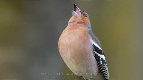 Why do birds sing?   SD 480p
