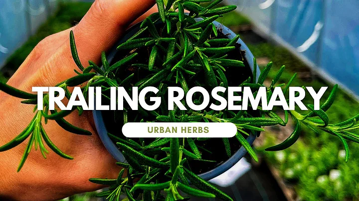 Introducing Herbs: Trailing Rosemary