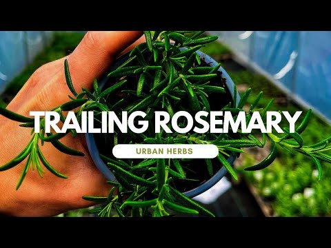 Video: Podatki o rastlini slednega rožmarina: Gojenje talnega pokrova plazečega rožmarina