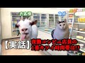 【猫ミーム】『実話』とある田舎の夜勤コンビニ店員の話①
