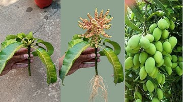 Unique skill How to propagate mango tree with onion | How to grow mango tree at home | Grow mango