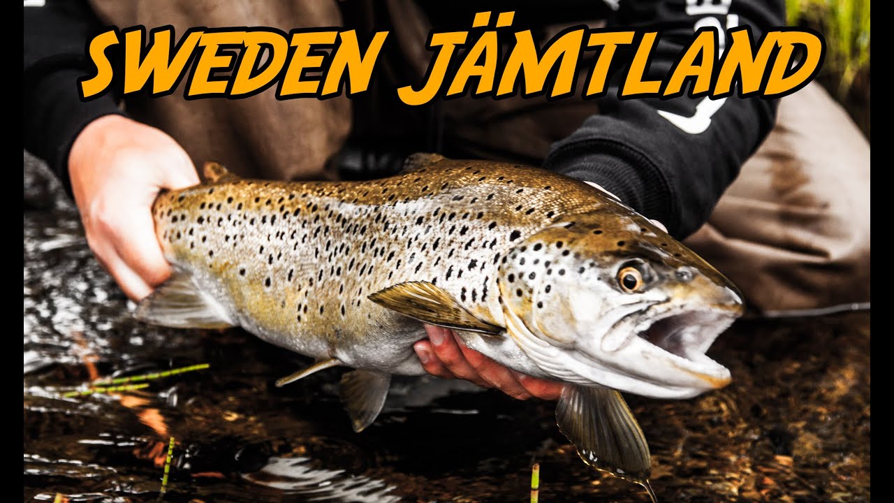 Sweden Jämtland Fly fishing " flugfiske " YouTube