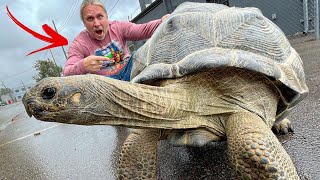 GIANT TORTOISE ESCAPE!! | BRIAN BARCZYK