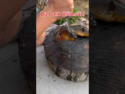 Her şeye rağmen yaşayan, ölümsüz sazan balığı! #spearfishing #fishing #sazanbalığı