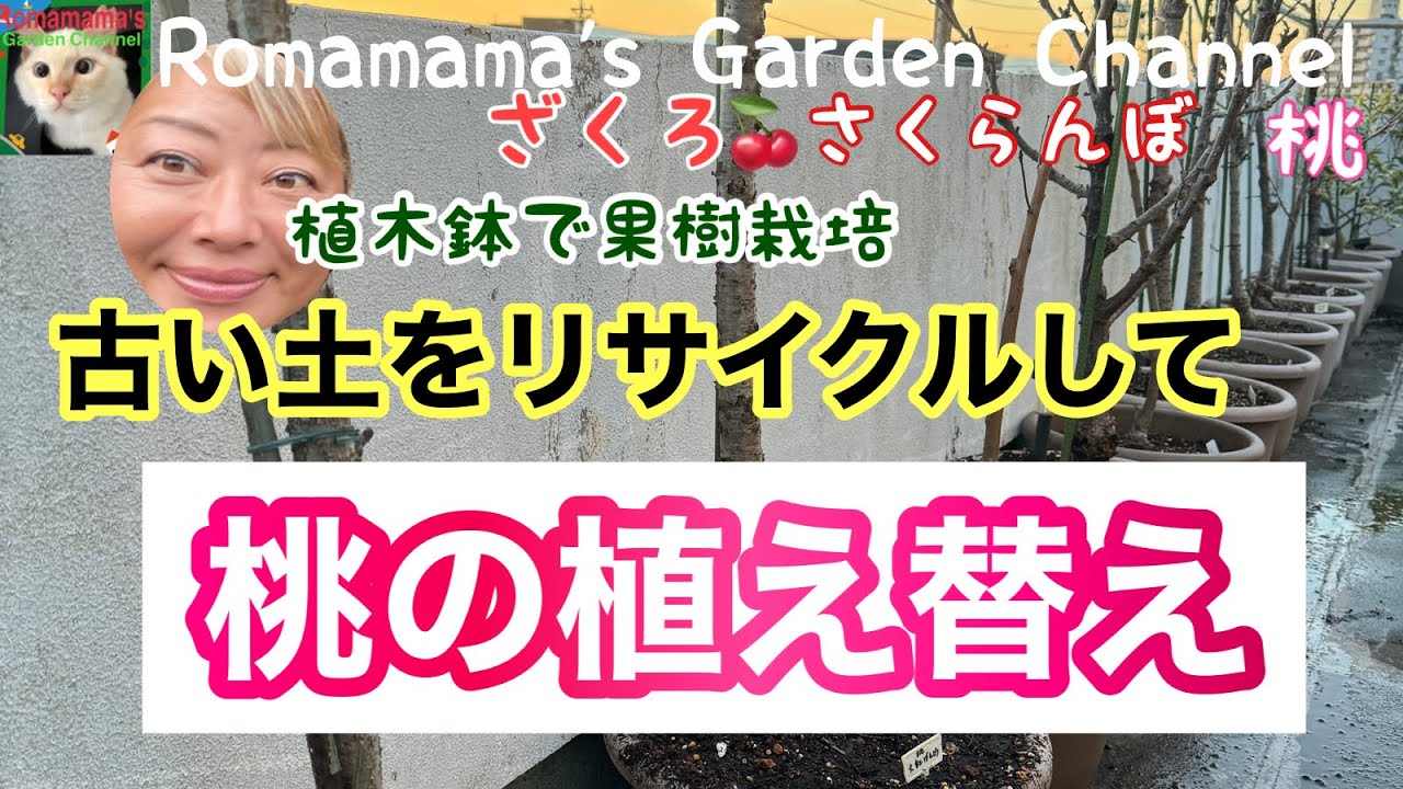 【桃栽培】古い土をリサイクルした土づくり　#もも　#さくらんぼ
