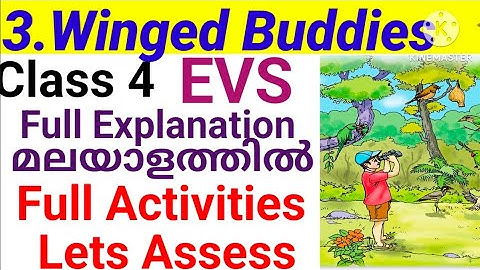Class 4 EVS Unit 3 Winged Buddies Explanation Activities Lets Assess|class 4 EVS Unit 3 Activities 